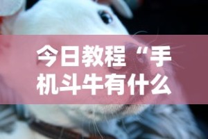 今日教程“手机斗牛有什么规律吗”有挂详细开挂教程