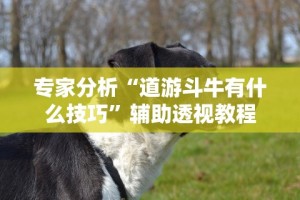 专家分析“道游斗牛有什么技巧”辅助透视教程