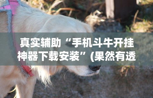 真实辅助“手机斗牛开挂神器下载安装”(果然有透视挂)