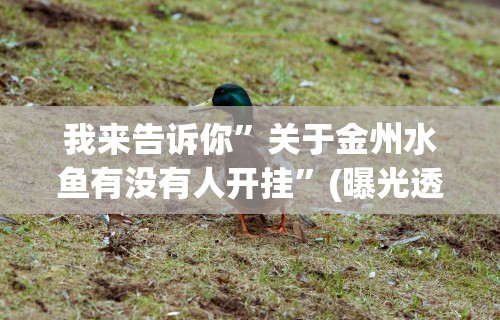 我来告诉你”关于金州水鱼有没有人开挂”(曝光透视必备猫腻)