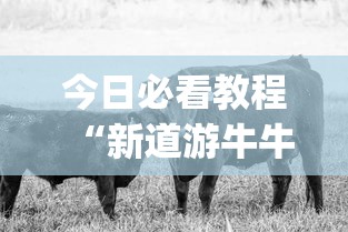 今日必看教程“新道游牛牛透视”(原来确实是有插件)