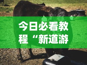 今日必看教程“新道游牛牛透视”(原来确实是有插件)
