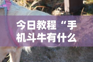 今日教程“手机斗牛有什么规律吗”有挂详细开挂教程